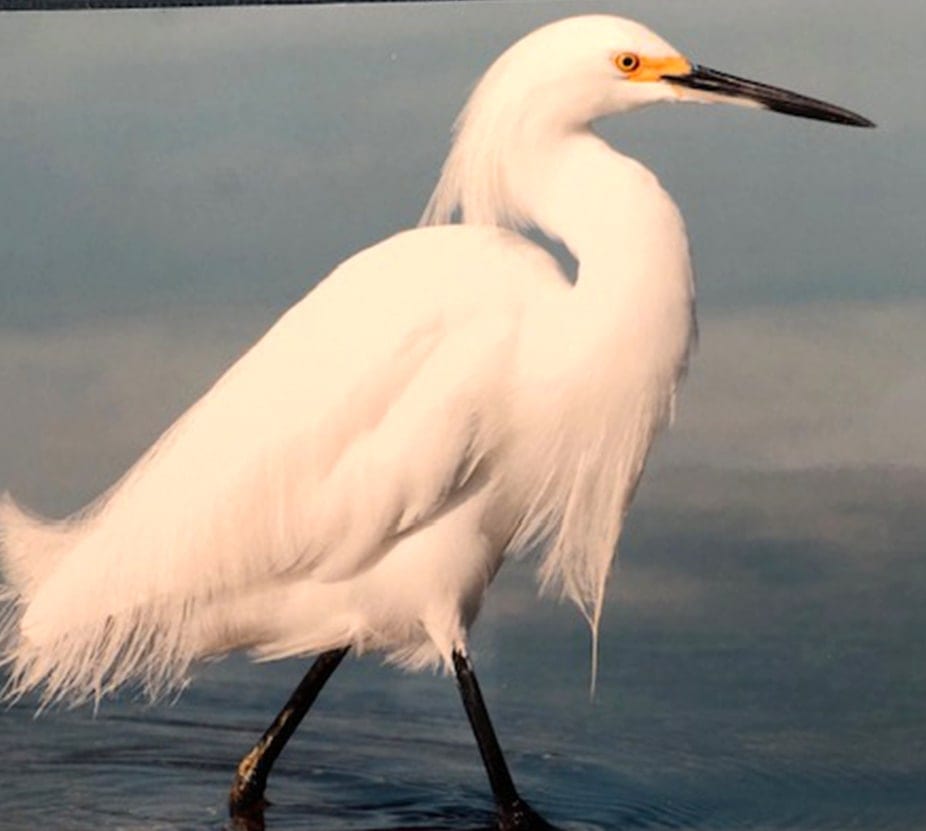 Strolling Egret Painting